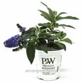 thumbnail image 1 of Buddleia Pugster Blue®, Butterfly Bush, Butterfly Bush - Pot Size: 4.5in - Trees, 1 of 4