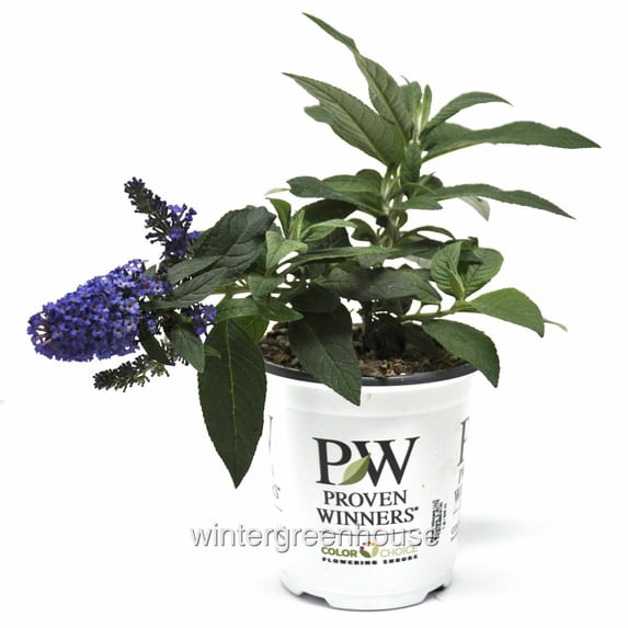 Buddleia Pugster Blue®, Butterfly Bush, Butterfly Bush - Pot Size: 4.5 ...