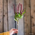 thumbnail image 1 of Buddleja Butterfly Bush Bundle 18" Tall, 1 of 12
