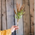 thumbnail image 1 of Buddleja Butterfly Bush Bundle 18" Tall, 1 of 12