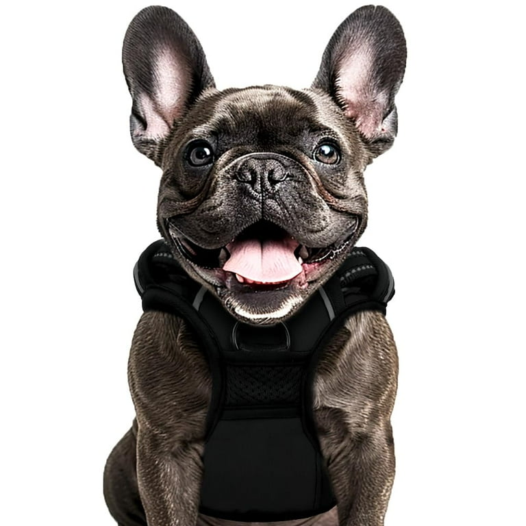 Best dog harness for puppy training 2025