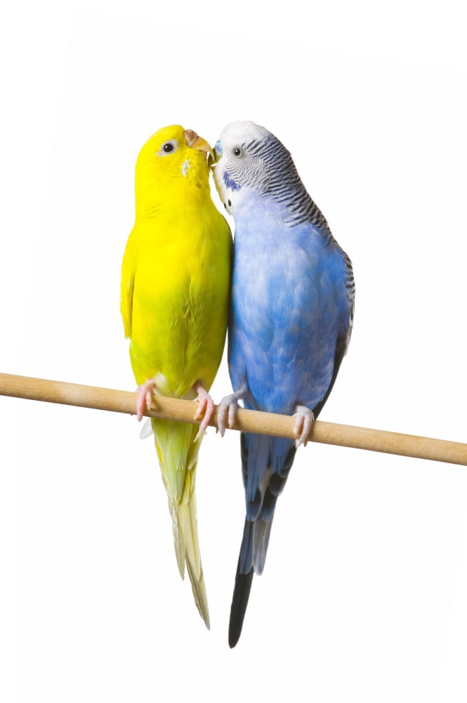 Budgerigar (Melopsittacus Undulatus) On A Perch Canvas Art - Corey Hochachka Design Pics (11 x 17)