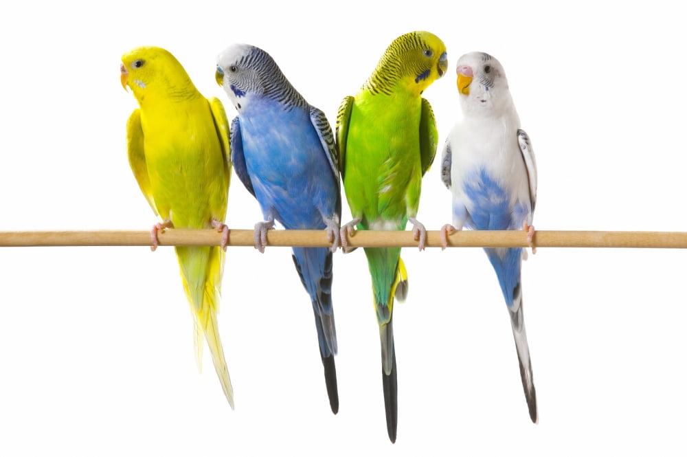 Budgerigar (Melopsittacus Undulatus) On A Perch Canvas Art - Corey Hochachka Design Pics (17 x 11)