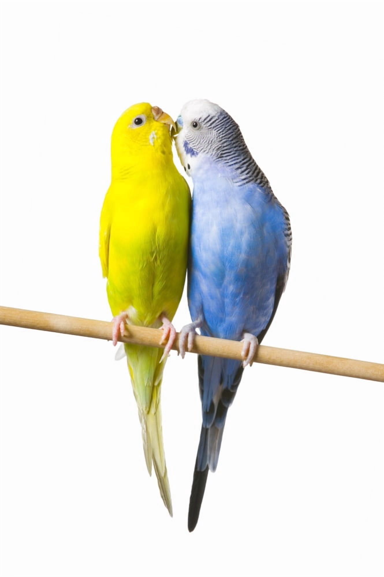 Budgerigar (Melopsittacus Undulatus) On A Perch Canvas Art - Corey Hochachka Design Pics (22 x 34)