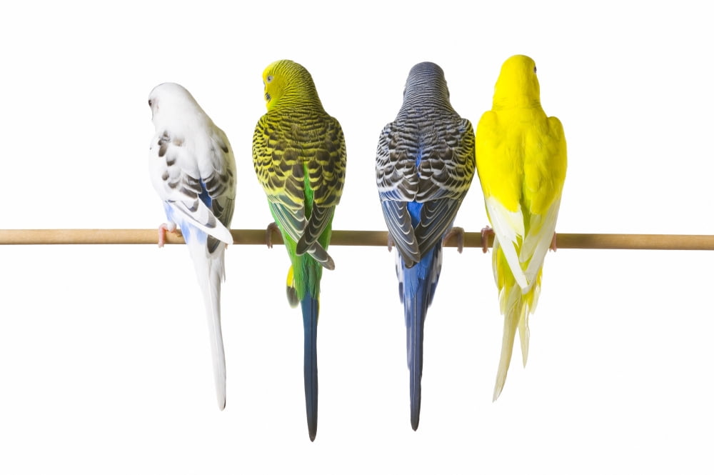 Budgie Bird Posteriors Canvas Art - Corey Hochachka Design Pics (17 x 11)