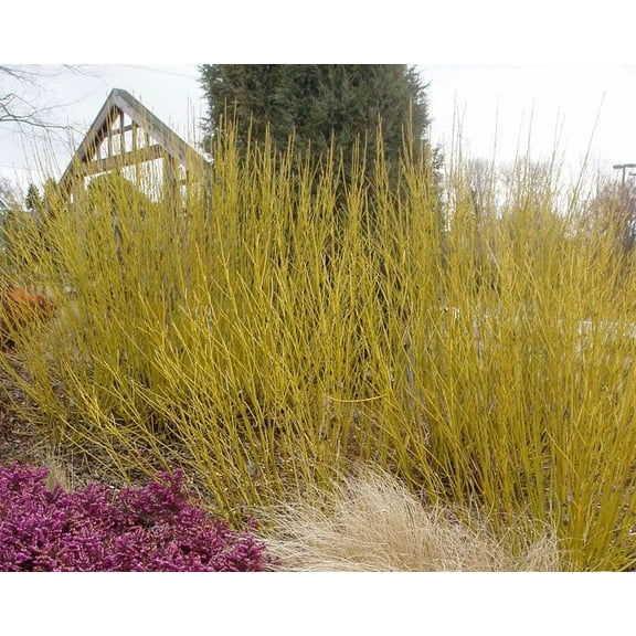 Buds Yellow Twig Dogwood - Starter Plant ( 7L )