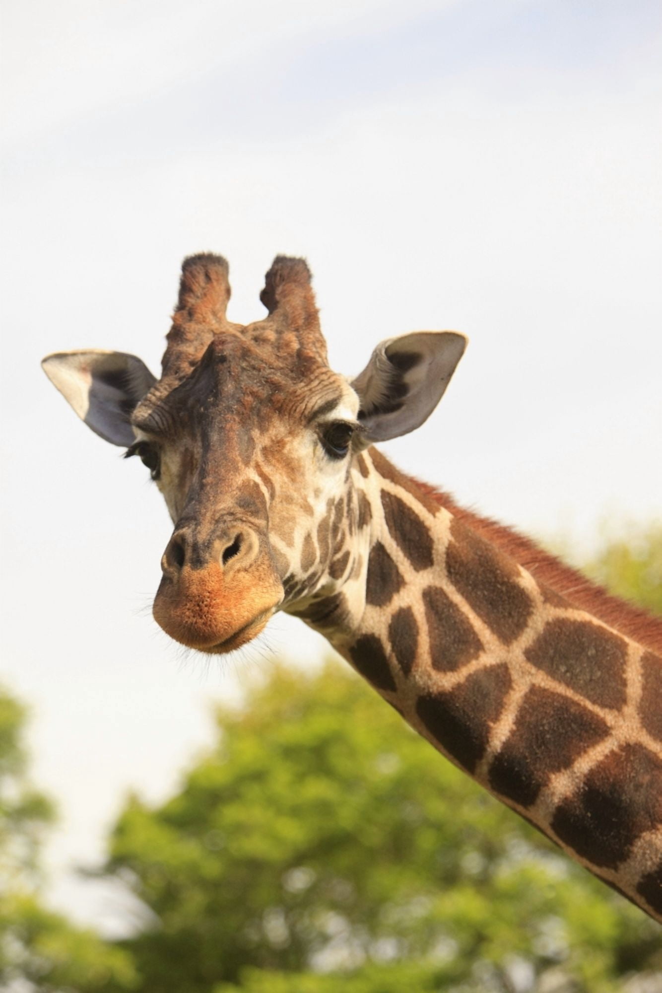 Buenos Aires Argentina Giraffe (Giraffa Camelopardalis) In Palermo Zoological Gardens Canvas Art - Stuart Westmorland Design Pics (12 x 19)