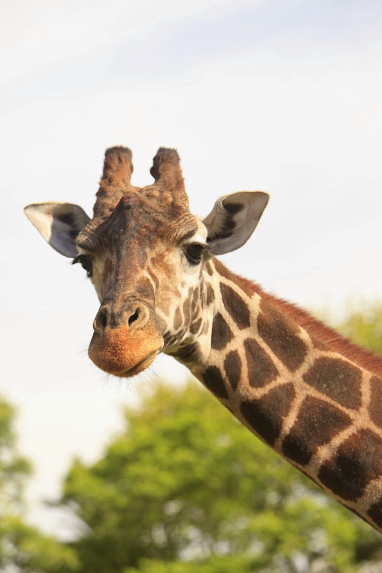 Buenos Aires Argentina Giraffe (Giraffa Camelopardalis) In Palermo Zoological Gardens Canvas Art - Stuart Westmorland Design Pics (24 x 38)
