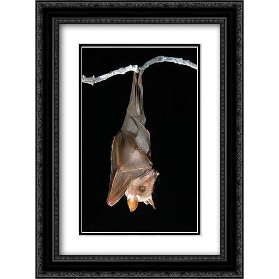 Buettikofers Epauletted Bat hanging upside down from roost 2x Matted 18x24 Black Ornate Framed Art Print by Arndt, Ingo