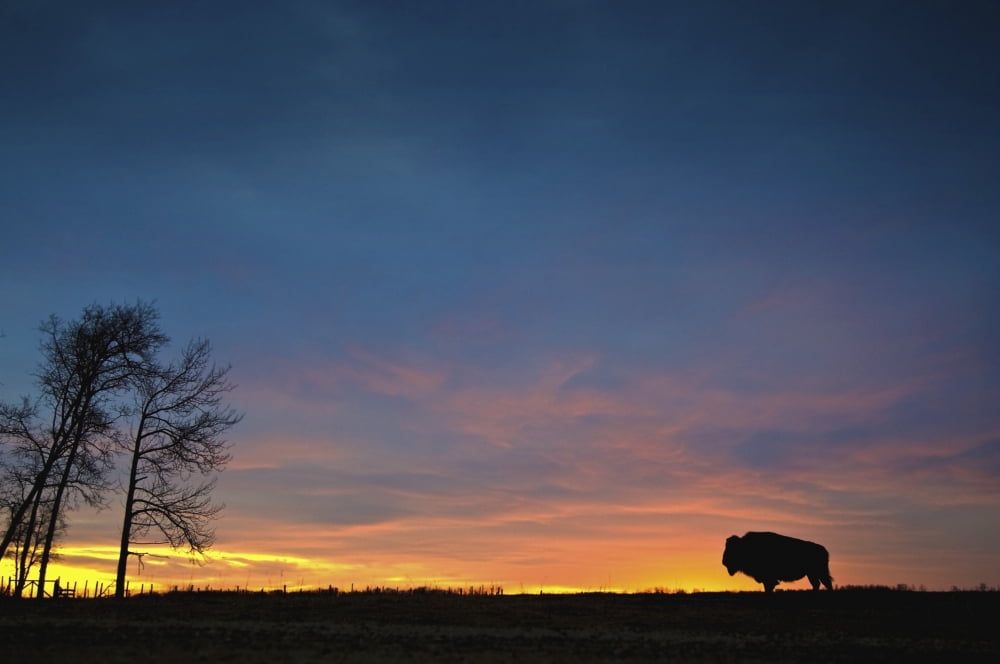 Buffalo At Sunset In Elk Island National Park Alberta Canada Canvas Art - Richard Wear Design Pics (17 x 11)
