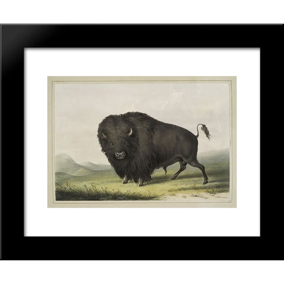 Buffalo Bull Grazing 20x24 Framed Art Print by George Catlin