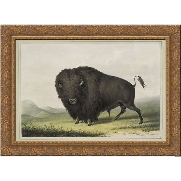 Buffalo Bull Grazing 24x18 Gold Ornate Wood Framed Canvas Art by George Catlin