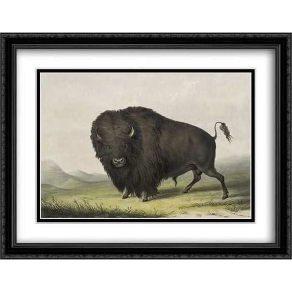 Buffalo Bull Grazing 2x Matted 36x28 Large Black Ornate Framed Art Print by George Catlin