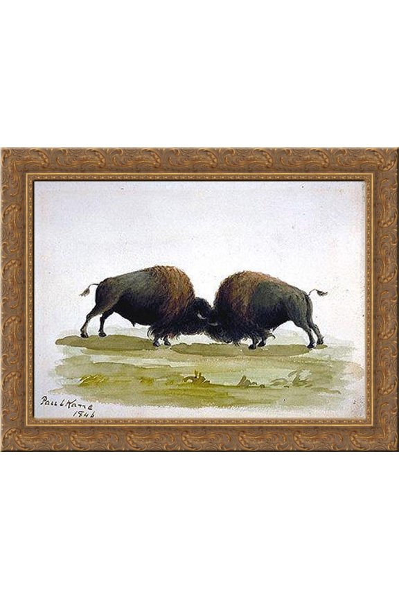 Buffalo Bulls Fighting 24x18 Gold Ornate Wood Framed Canvas Art by Paul Kane