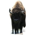 thumbnail image 1 of Buffalo Cardboard Cutout, 1 of 1