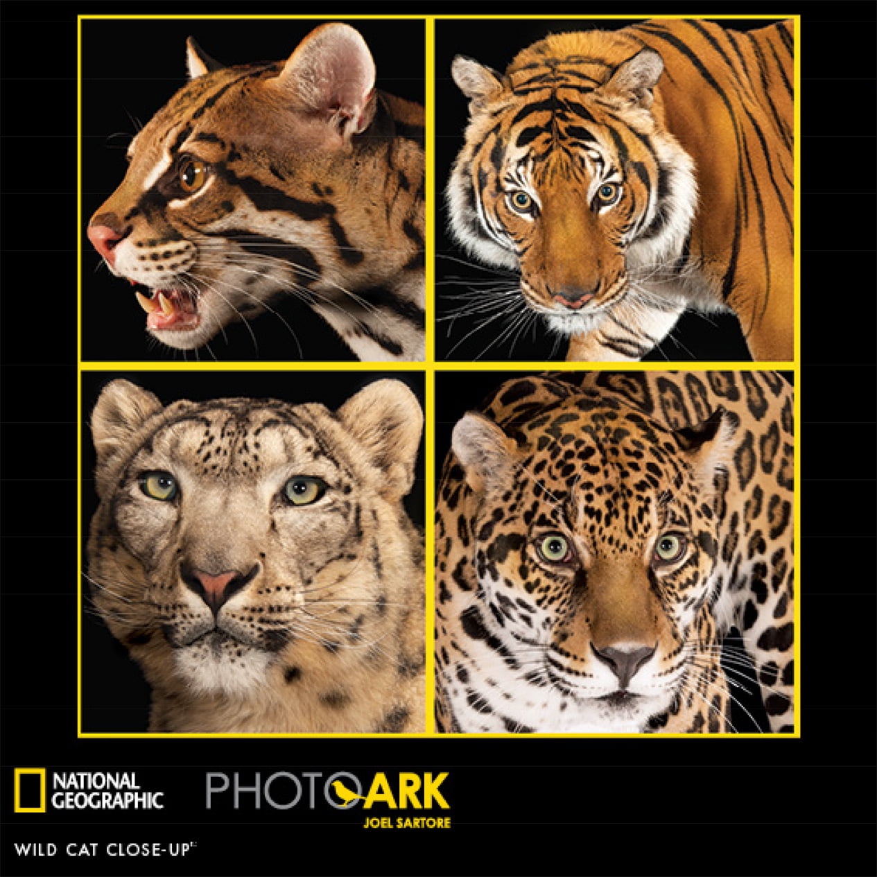 Buffalo Games 300-Piece National Geographic - Photo Ark - Wild Cat Close-up Interlocking Jigsaw Puzzle