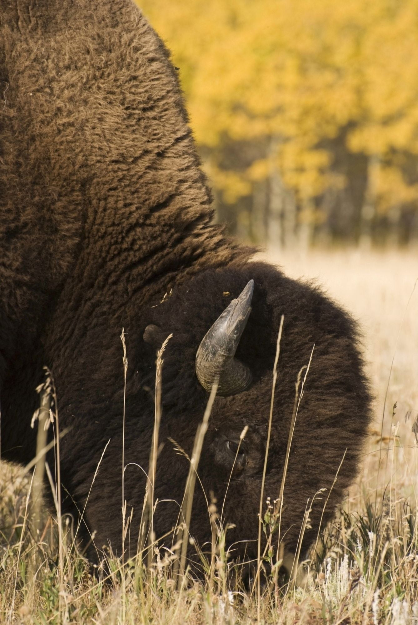 Buffalo Grazing Canvas Art - Philippe Widling Design Pics (22 x 34)