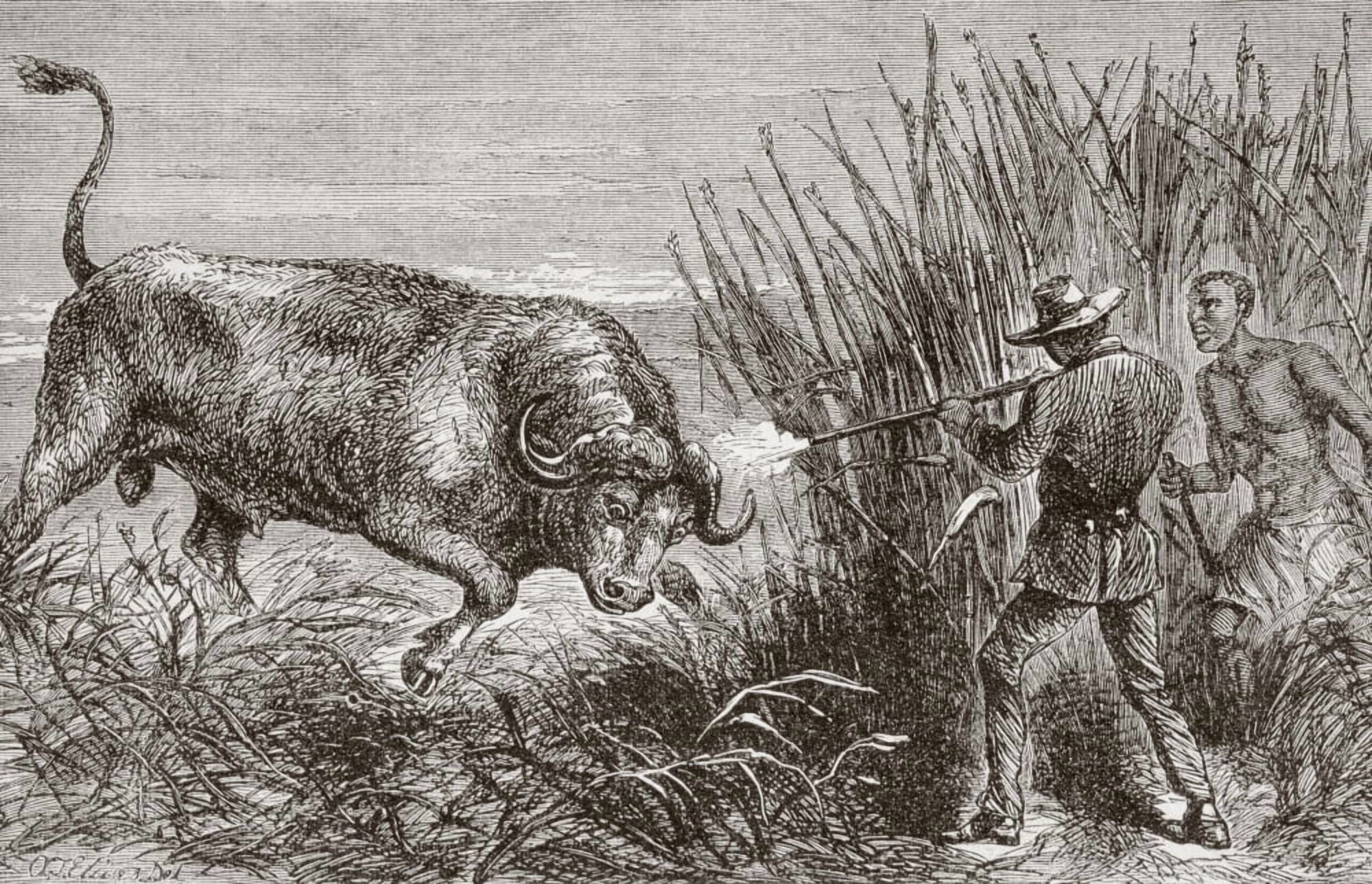 Buffalo Hunting In Africa In The 1860s From Lunivers Illustre Published In Paris In The 1868 Canvas Art - Ken Welsh Design Pics (36 x 22)