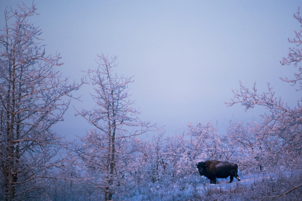 Buffalo In Snowy Woods Canvas Art - Richard Wear Design Pics (18 x 12)