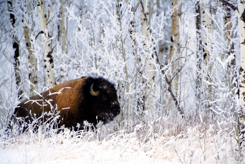Buffalo In The Snow Canvas Art - Richard Wear Design Pics (17 x 11)