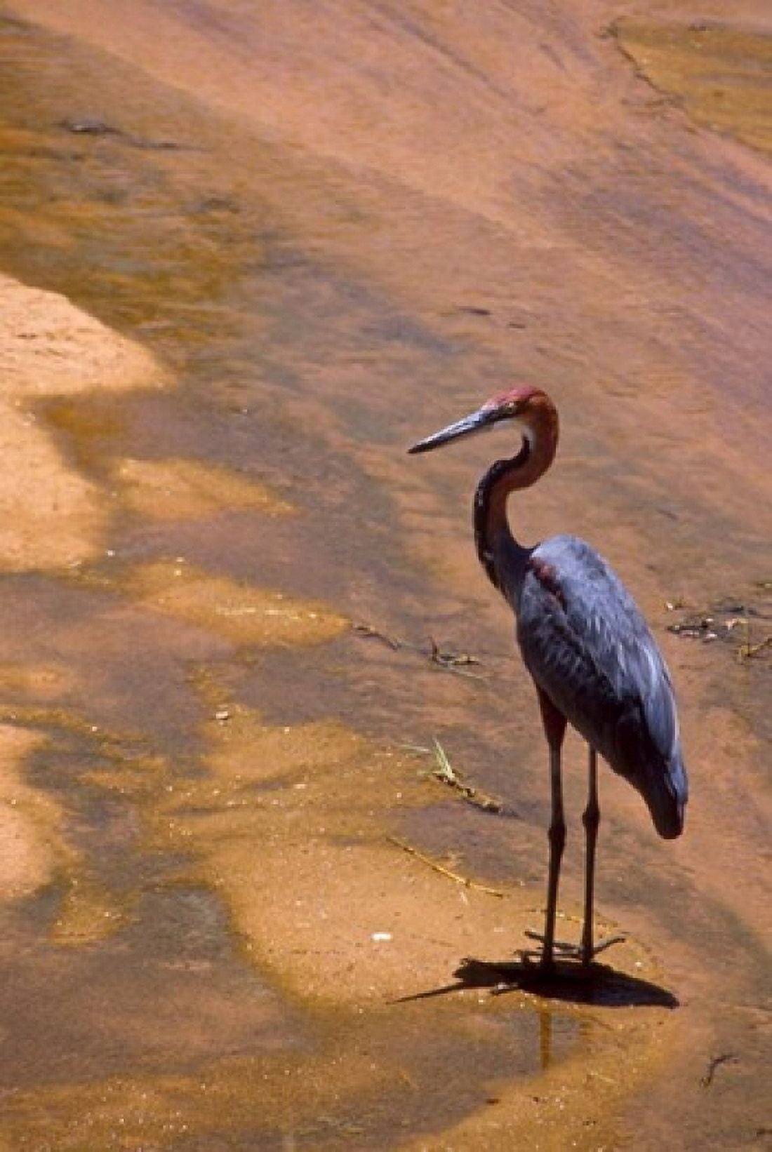 Buffalo Springs National Reserve Goliath Heron Kenya Canvas Art - Alison Jones DanitaDelimont (11 x 17)