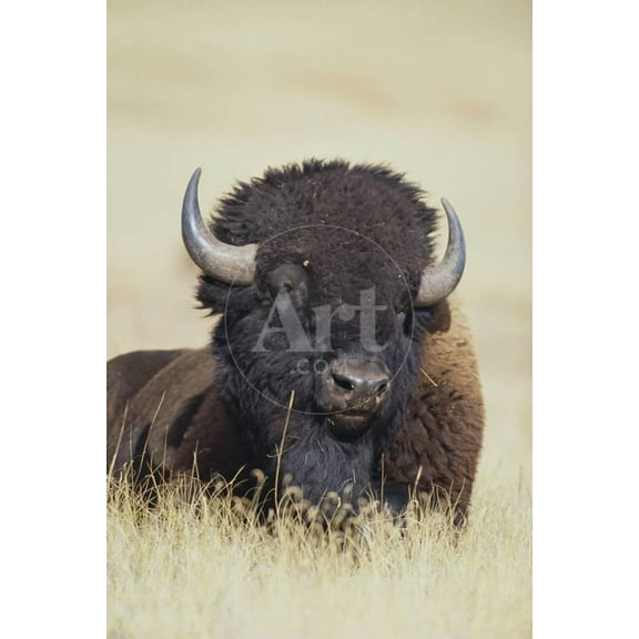 Buffalo, Unframed Photographic Print Wall Art by DLILLC Sold by ArtCom