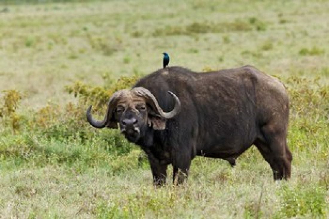 Buffalo and starling wildlife Lake Nakuru NP Kenya Canvas Art - Adam Jones DanitaDelimont (35 x 23)