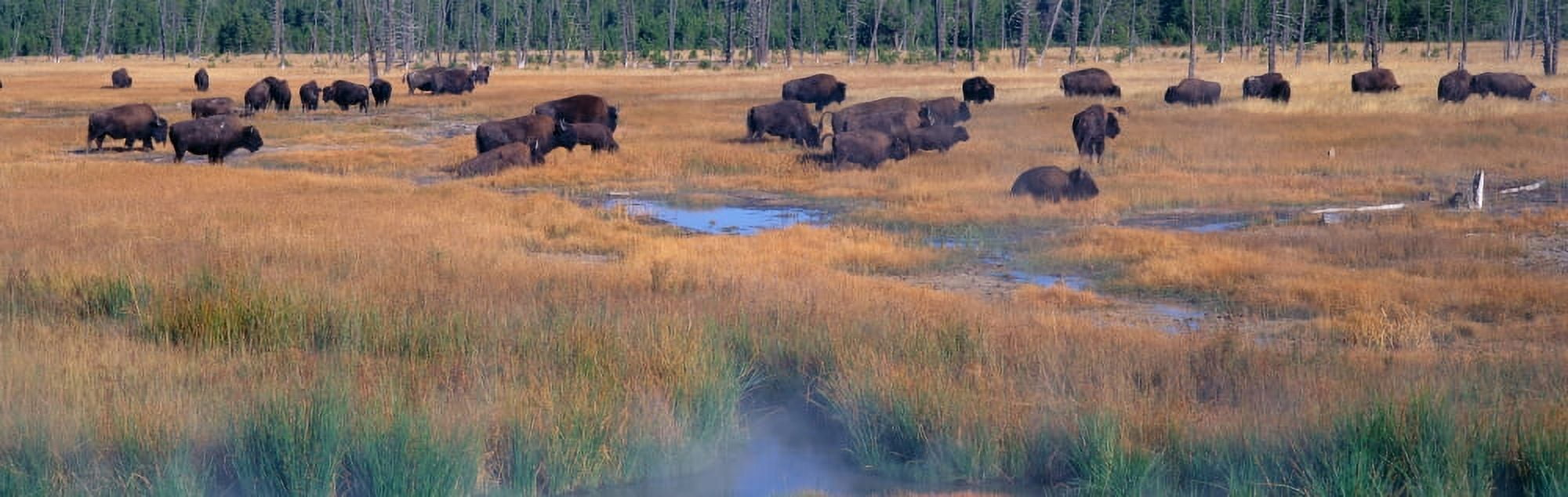 Buffalo grazing Yellowstone National Park Wyoming Canvas Art - Panoramic Images (27 x 9)