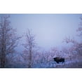 thumbnail image 1 of Buffalo in Snowy Woods Poster Print by Richard Wear, 36 x 24 - Large, 1 of 1