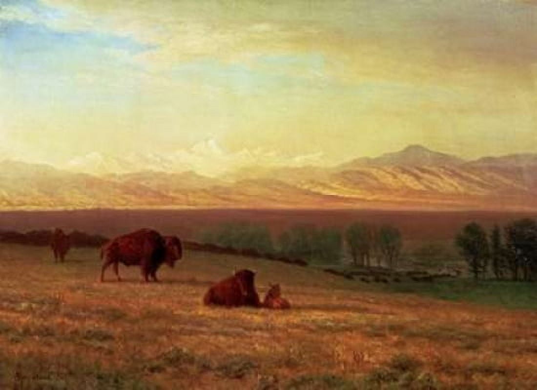 Buffalo on The Plains Canvas Art - Albert Bierstadt (18 x 24)
