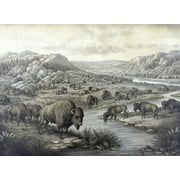 Buffaloes At Rest. Lithograph Ca. 1911 History (24 x 18)