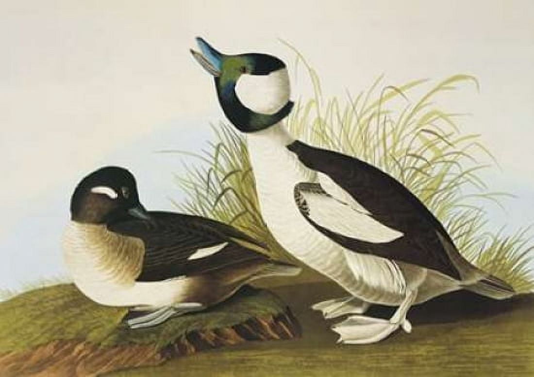 Buffel-Headed Duck Canvas Art - John James Audubon (20 x 28)