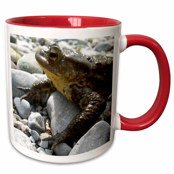 3drose, Bufo Bufo Toad Lounging on Stones Close Up Photograph, 11oz Two-tone Red Mug