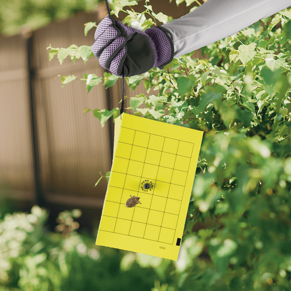Bonide Bug Beater Stink Bug Trap - Pack of 2