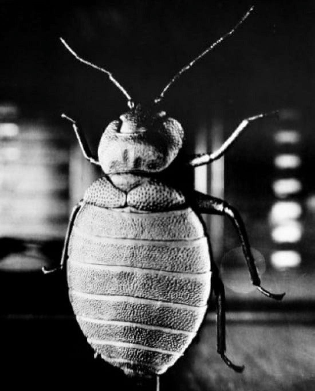 Bug hanging upside down Canvas Art - (24 x 36)
