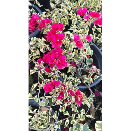 Buganvilias Variegated Red Flower on 5 gallon pot - Get similar