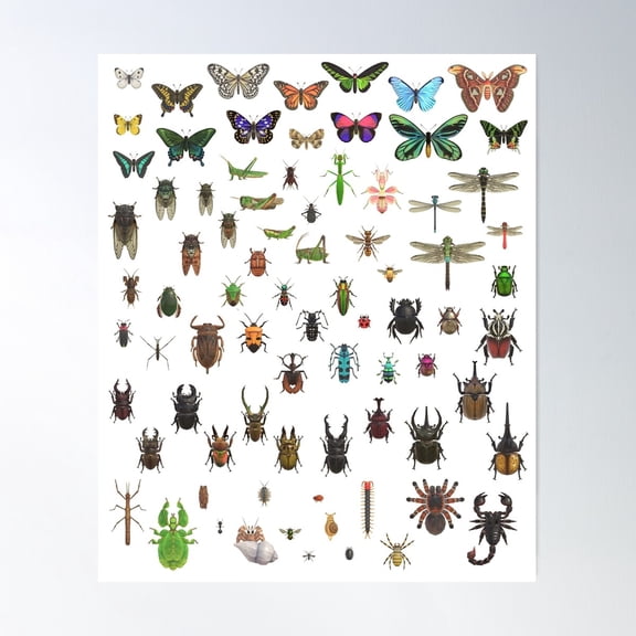 Bugs N’ Stuff Critterpedia Complete Taxonomy Poster Wall Art, Modern Wall Decor For Living Room Bedroom, 24x36 UNFRAMED