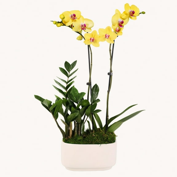 Build-me-up Buttercup