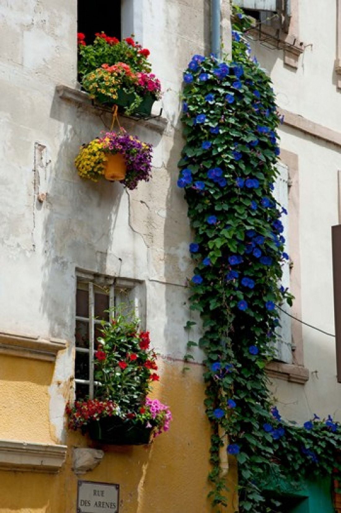 Building with flower pots on each window Rue Des Arenes Arles Bouches-Du-Rhone Provence-Alpes-Cote dAzur France Canvas Art - Panoramic Images (24 x 36)