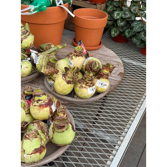 Bulb, Amaryllis 'Cape Horn', Pink and White Each