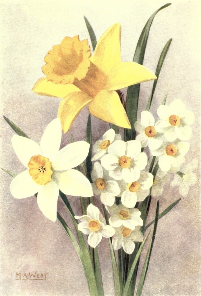 Bulb Gardening 1922 Daffodils Canvas Art - M Astley West (18 x 24)