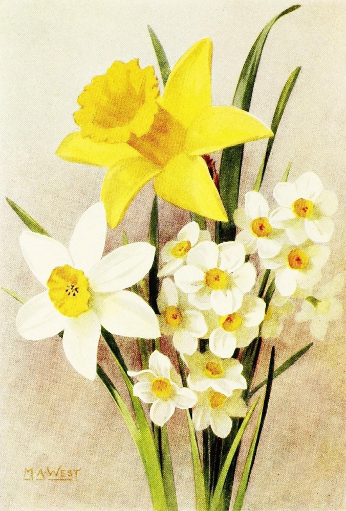Bulb Gardening 1922 Daffodils Canvas Art - Maud Astley West (18 x 24)