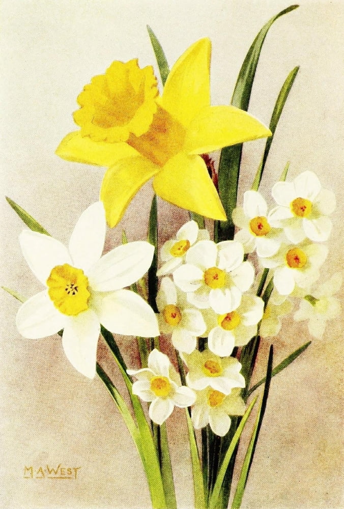 Bulb Gardening 1922 Daffodils Canvas Art - Maud Astley West (24 x 36)