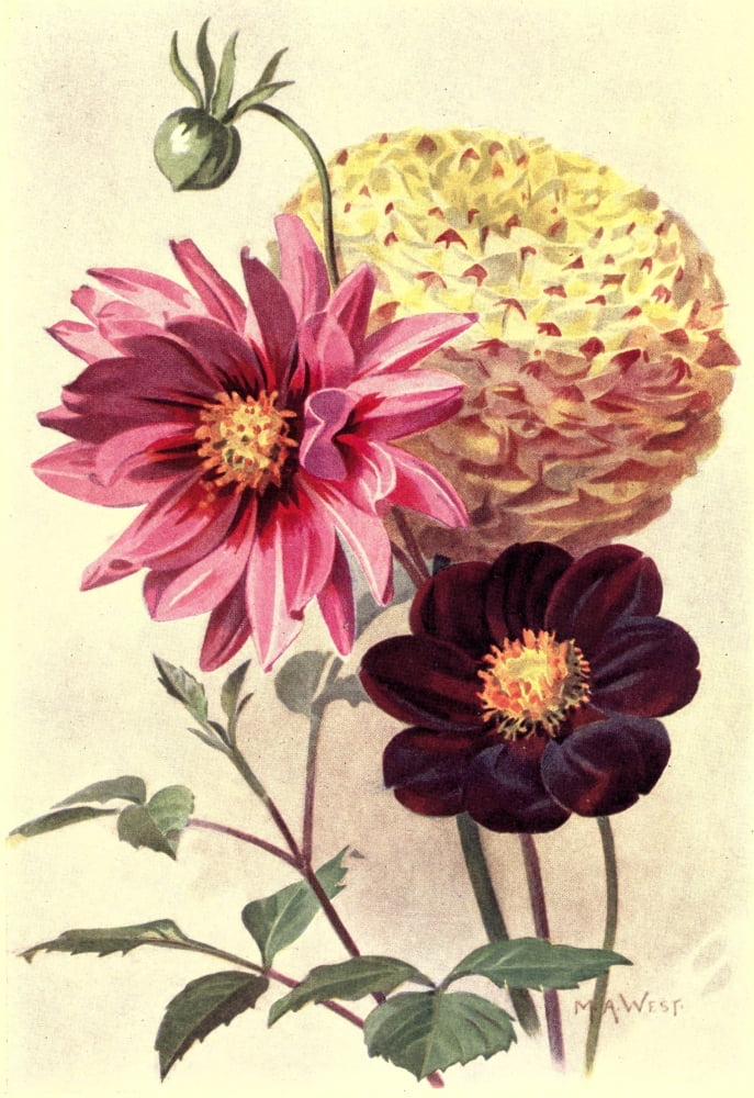 Bulb Gardening 1922 Dahlias Canvas Art - M Astley West (18 x 24)