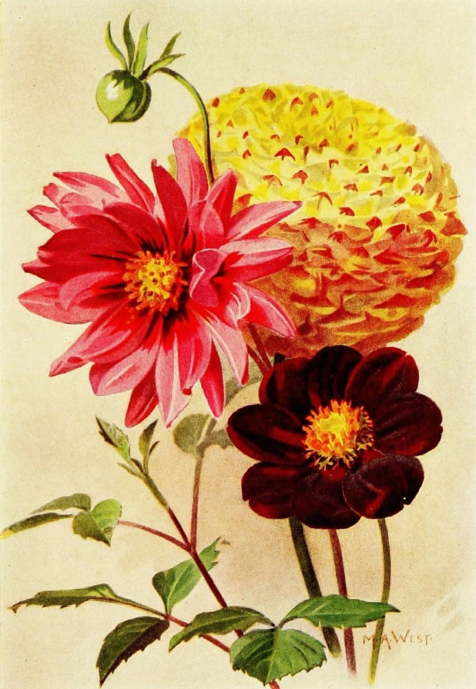 Bulb Gardening 1922 Dahlias Canvas Art - Maud Astley West (24 x 36)