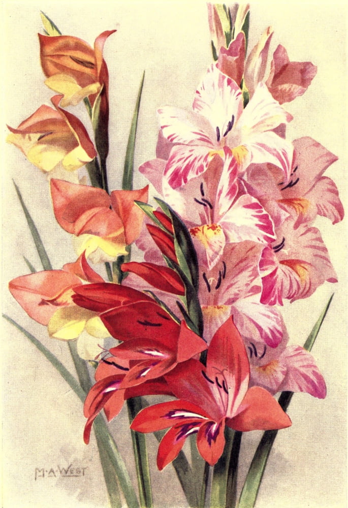 Bulb Gardening 1922 Gladioli Canvas Art - M Astley West (18 x 24)