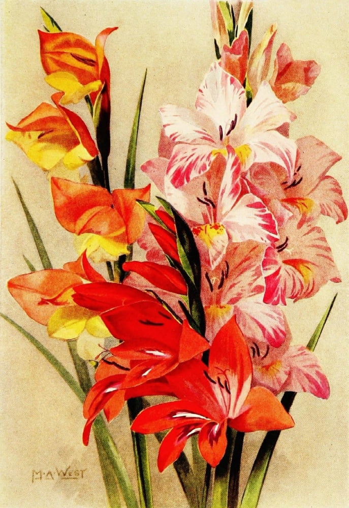 Bulb Gardening 1922 Gladioli Canvas Art - Maud Astley West (18 x 24)