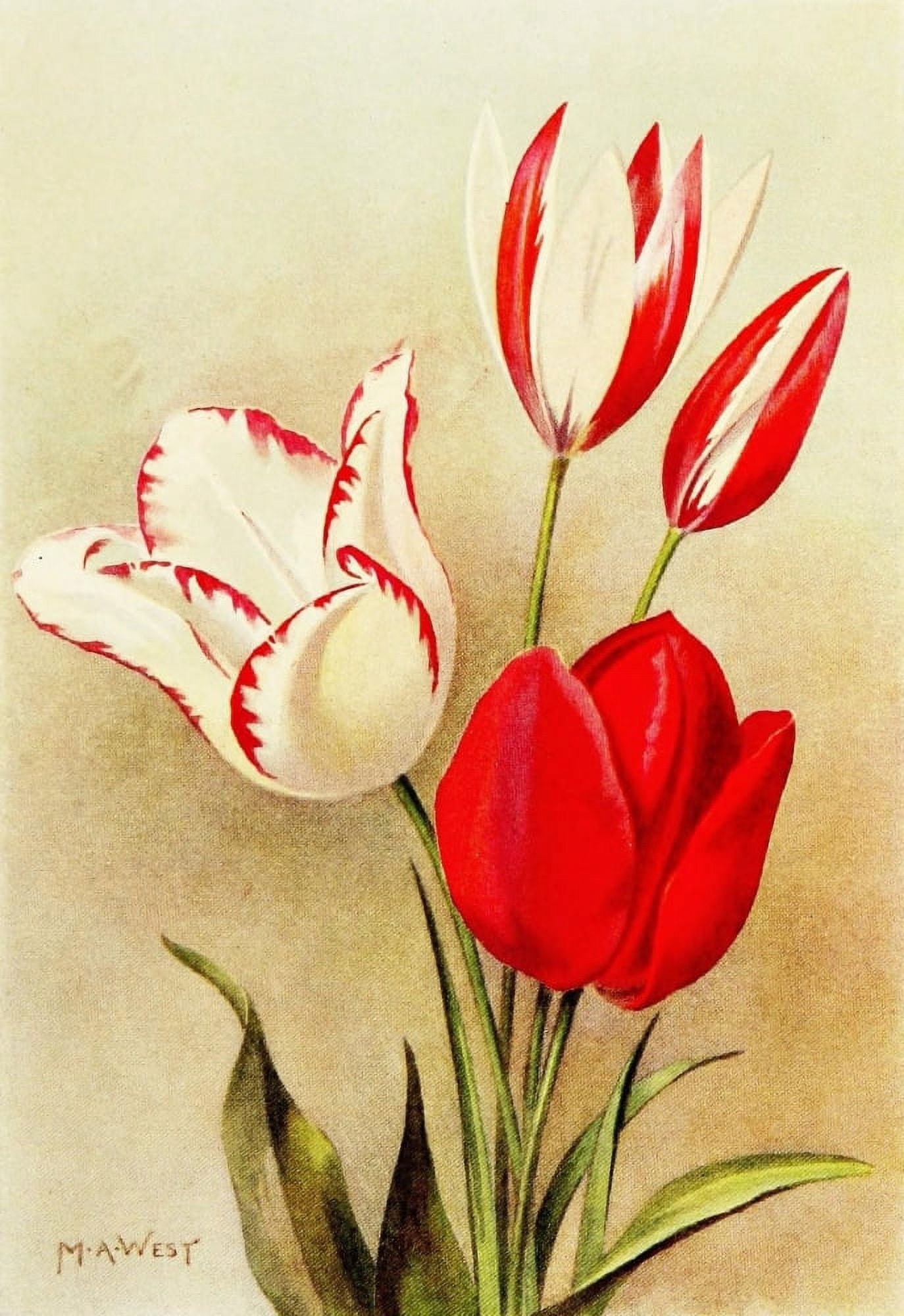 Bulb Gardening 1922 Herbaceous Tulips Canvas Art - Maud Astley West (24 x 36)