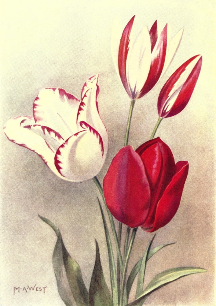 Bulb Gardening 1922 Tulips Canvas Art - M Astley West (24 x 36)