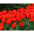 thumbnail image 1 of Bulb, Tulip, RED Impression, Pure Bright RED Perennial Tulip Bulbs (20 Bulbs), RED Flowers, 1 of 1